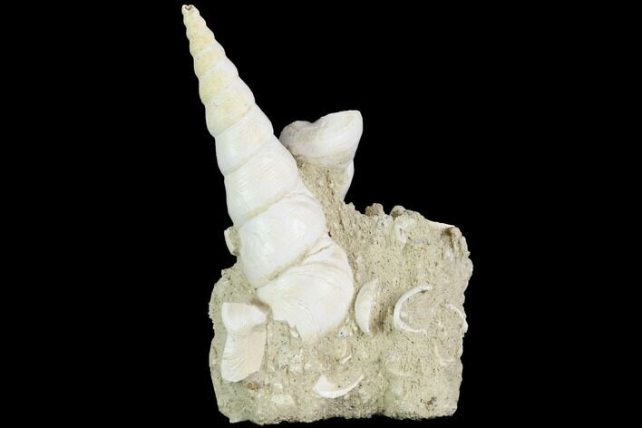 Fossil Gastropod (Haustator) Cluster - Damery, France #86567